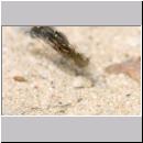 Oxybelus bipunctatus - Fliegenspiesswespe w35 5mm - Sandgrube Niedringhaussee.jpg